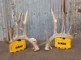 5x5 Whitetail shed antlers