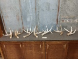 Group Of 7 Wild Whitetail Shed Antlers
