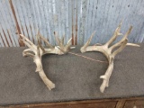 Big 200 Class Whitetail Antlers