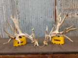 Gnarly 209 Class Whitetail Shed Antlers
