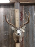 Big 5x5 Mule Deer Shoulder Mount Taxidermy