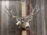 Big 5x5 Mule Deer Shoulder Mount Taxidermy