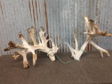 Huge Whitetail Cut Off Antlers