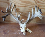 260 Class Whitetail Shed Antlers Mounted On Skull