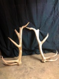 300 Class Elk Shed Antlers