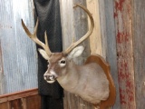 Huge 3x3 Whitetail Shoulder Mount Taxidermy