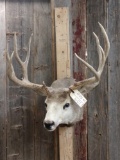 4x5 Mule Deer Shoulder Mount Taxidermy