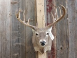 Main Beam 5x5 Whitetail Shoulder Mount Taxidermy