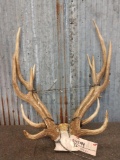 2 Sets Of Axis Deer Antlers On Skull Plate
