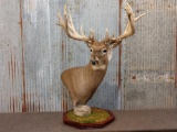 Main Frame 5x5 Whitetail Table Top Pedestal Taxidermy Mount