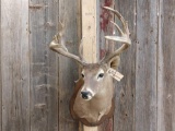 Gnarly Main Frame 4x4 Whitetail Shoulder Mount Taxidermy
