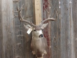 Big Mule Deer Shoulder Mount Taxidermy