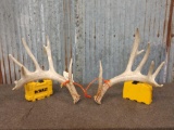 150 class Whitetail shed antlers