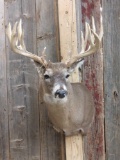 Gnarly Main Frame 5x5 Whitetail Shoulder Mount Taxidermy