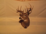 9 Point Whitetail Shoulder Mount Taxidermy