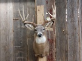 High 160 Class 5x5 Whitetail Shoulder Mount Taxidermy