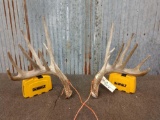 Wild 180 Class Whitetail Shed Antlers