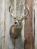 Whitetail Shoulder Mount 4x4