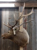 6x5 Bugling Elk Shoulder Mount Taxidermy