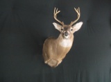 Nice Whitetail Buck Shoulder Mount Taxidermy