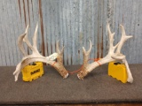 200 class Whitetail shed antlers