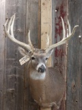 4x5 Whitetail Shoulder Mount Taxidermy