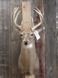 4x5 Whitetail Shoulder Mount Taxidermy