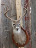 Main Frame 4 x4 Whitetail Shoulder Mount Taxidermy