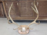 6x6 Elk Antlers On Plaque