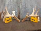150 Class Whitetail Shed Antlers