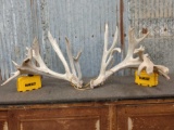 HUGE 300 Class Whitetail Shed Antlers