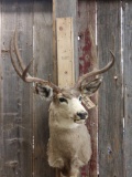 Big 4x4 Mule Deer Shoulder Mount Taxidermy