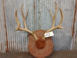 5x5 Mule Deer Antlers On Plaque