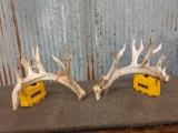 170 Class Whitetail Antlers