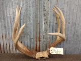Big Heavy Main Frame 3x4 Whitetail Antlers On Skull Plate
