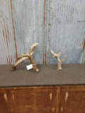 Wild Illinois Whitetail Shed Antler Crazy Droptine