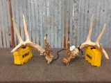 Main Frame 4 x5 Whitetail Shed Antlers
