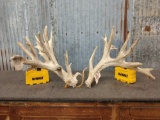 309 Class Whitetail Shed Antlers