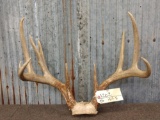 Nice Main Frame 4x5 Whitetail Antlers On Skull Plate