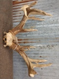Main Frame 4x6 Whitetail Antlers On Skull Plate