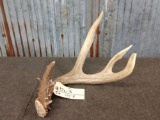 Nice 4 Point Whitetail Shed Antler