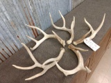 5.6 lbs Of Whitetail Shed Antlers