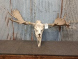 Freak Moose Antlers On Skull