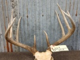 140 Class 5x5 Whitetail Antlers On Skull Plate
