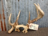 Freak Whitetail Antlers On Skull Plate