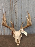 160 Class 6x6 Whitetail Antlers On Skull