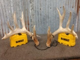 140 Class Whitetail Shed Antlers