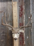 5x5 Mule Deer head mount Taxidermy