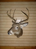 4x4 Whitetail Shoulder Mount Taxidermy