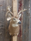 Main Frame 5x5 Whitetail Shoulder Mount Taxidermy